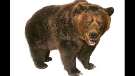 head, brown bear, eye, kodiak bear