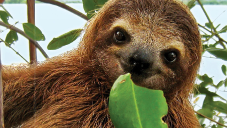 organism, three-toed sloth, sloth, brown