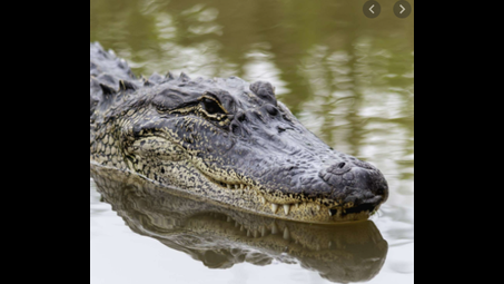 crocodile, crocodilia, nature, alligator