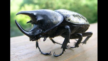 arthropod, insect, beetle, rhinoceros beetle