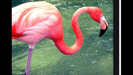 bird, water, photograph, greater flamingo