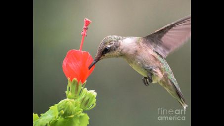 Hummingbird drinking honey from flowers ? 