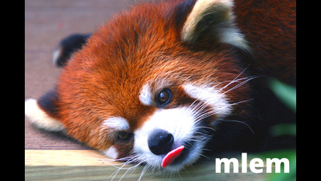 red panda, carnivore, organism, whiskers