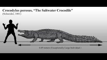 jaw, carnivore, crocodile, terrestrial animal
