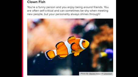 clownfish, anemone fish, water, nature