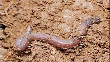 ringed-worm, spring salamander, soil, organism