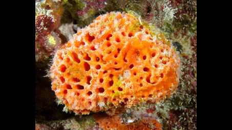 a poriferan is a sponge