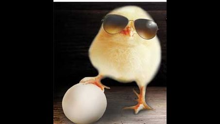 bird, egg