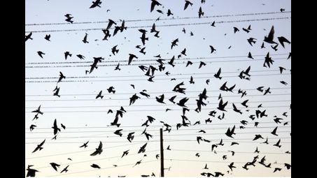 flock, bird migration, animal migration, bird
