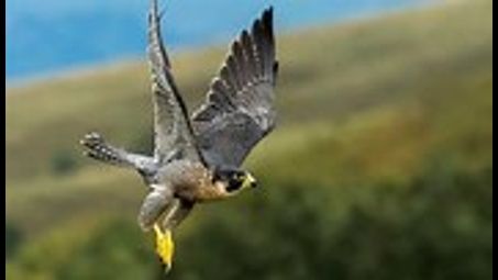 This is a Peregrine Falcon