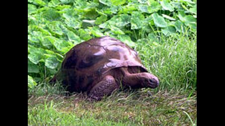 tortoise, vertebrate, reptile, turtle