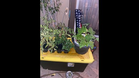 flowerpot, plant, flower, houseplant
