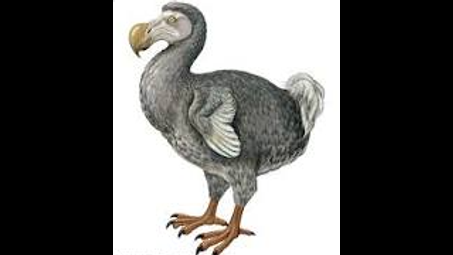 bird, vertebrate, dodo, flightless bird
