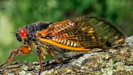 arthropod, insect, pest, wing