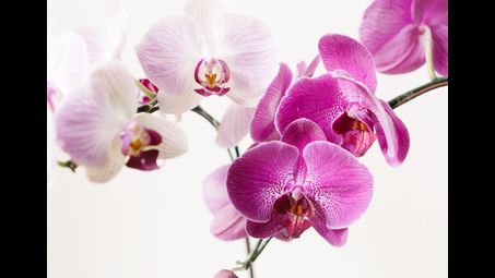 flower, flowering plant, moth orchid, petal