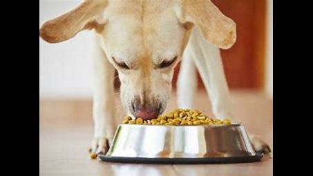 dog food, pet food, canidae, dog breed