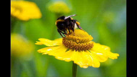 honeybee, bee, insect, flower