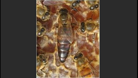 bee, honeybee, insect, membrane-winged insect